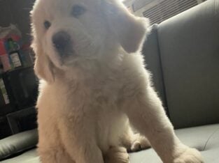 saint benard/ great pyrenees puppies