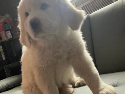 saint benard/ great pyrenees puppies
