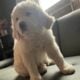 saint benard/ great pyrenees puppies