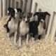 Male Italian Greyhound – Born Oct 10, 2023