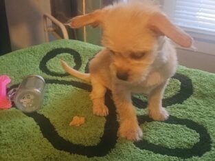 Yorkie mix /Shih tzu