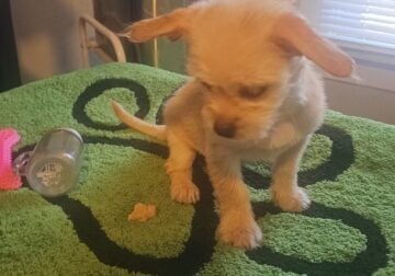 Yorkie mix /Shih tzu