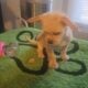 Yorkie mix /Shih tzu