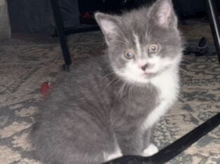 Kittens