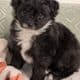 5 Miniature Aussiedoodle puppies