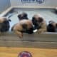 Sweet Malinois puppies
