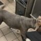 GHOST needs a new loving home