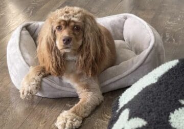 1 year old Female Cocker Spaniel