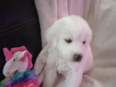 Great Pyrenees Pups available