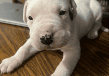 Dogo Argentino Puppy