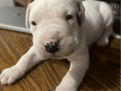 Dogo Argentino Puppy