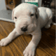 Dogo Argentino Puppy