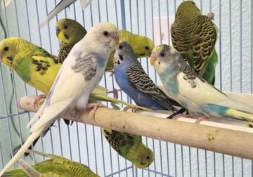 Birds