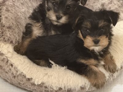 Morkies for sale