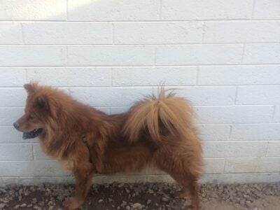 Red blind female Chow-Chow