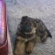 Gorgeous litter of six German Shepherd puppies for