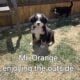 Adorable Bernese Mountain Puppies