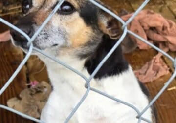 Jack Russell Terrier
