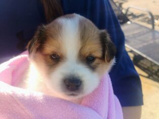 Smart puppies border collie blue tick mixed super