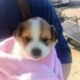 Smart puppies border collie blue tick mixed super