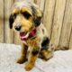 Mini Aussiedoodle/Aussiepoo
