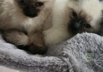 Kittens