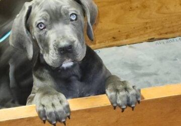 Puppy #3 both parents on site have pictures