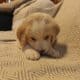 Male pyrenees puppies