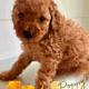 🐾✨ Mini RED and GOLDEN Poodle Puppies ✨🐾