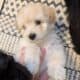 5 Miniature Aussiedoodle puppies