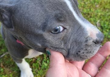 Pit Bull Puppies