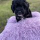 Bernedoodle Puppies