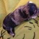 MERLE MORKIES AND YORKIES