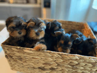 Cute Purebred Yorkshire Terrier AKA Yorkie Puppies