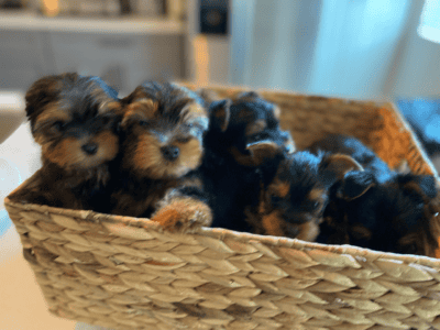 Cute Purebred Yorkshire Terrier AKA Yorkie Puppies