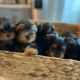 Cute Purebred Yorkshire Terrier AKA Yorkie Puppies
