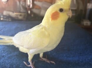 Cockatiels