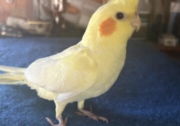 Cockatiels