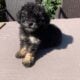 Toy poodle