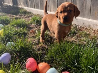 Irish setter puppy- female “Minty”