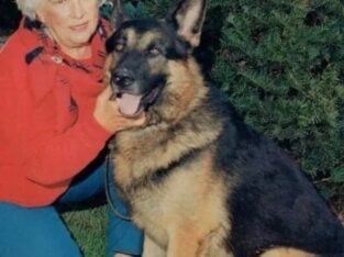 Chicago German Shepherd. Old Fashion Type!!!