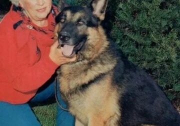 Chicago German Shepherd. Old Fashion Type!!!