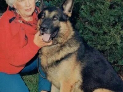 Chicago German Shepherd. Old Fashion Type!!!