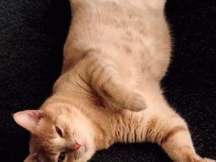 Rehoming 2 cats