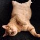 Rehoming 2 cats