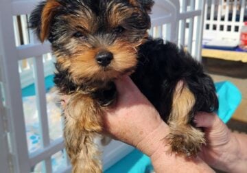 Yorkie Puppies