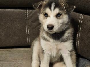 Purebred Husky Puppies