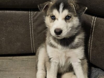 Purebred Husky Puppies