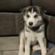 Purebred Husky Puppies