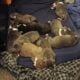 Beautiful American staffordshire terrier puppies